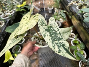 ＫＮ　１円！　フィロデンドロン　イルセマニー（PHILODENDRON ILSEMANII）　　　　0.8Ｍ以下