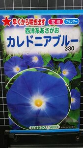 ３袋セット 西洋系 あさがお カレドニア ブルー 朝顔 種 郵便は送料無料