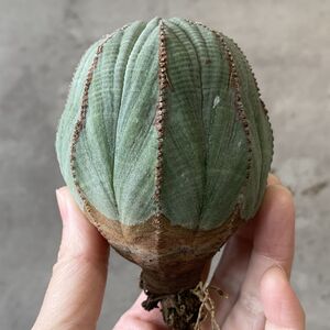 【B6791】★超巨大8cm株！！【SS級！極上特選大株！！】ユーフォルビア オベサ Euphorbia obesa ( 検索 アガベ 多肉植物 )