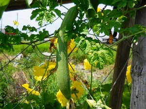 451.6.1◆食べる ヘチマ ナーベラー 15粒◆トライ 家庭菜園 つるあり野菜 エスディージーズ 緑のカーテン グリーンカーテン プランター菜園