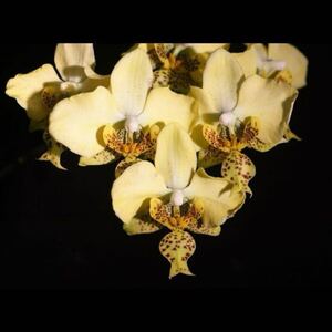 (^。 ^)(446) Phal. stuartiana var. nobilis (Yellow Strain)