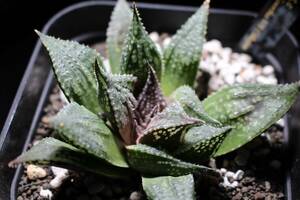 鬼武者　Haworthia　ハオルチア　管理320