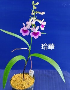 ウチョウラン　玲華　旧銘品