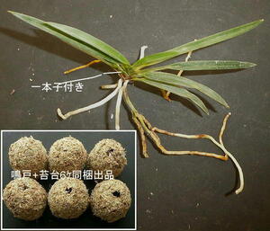 富貴蘭「鳴戸+苔台6ヶ」同梱出品★泥軸青根(根の出る場所でルビー)絞り虎斑が特徴の1本子付本性品種木★第四種鉢無し根露出発送に限り無料