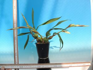 T♪洋蘭　Coelogyne cristata`Darjeeling