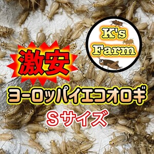 350匹(死着保証込み)　Sサイズ約(0.7～1cm)　激安ヨーロッパイエコオロギ　