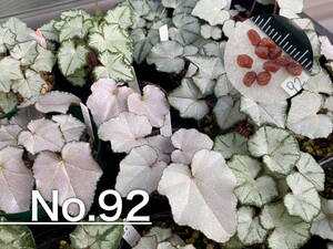 【種子】No.92 原種シクラメン C. hederifolium subsp. crassifolium CSE93073よりmix１０粒