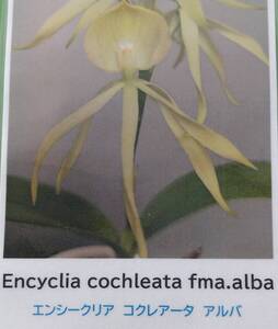 【北軽ガーデン】＊熱帯植物＊Encyclia cochleata fma.alba＊洋ラン原種＊エンシークリア　コクレタータ　アルバ＊芳香性＊ベリーズ原産＊