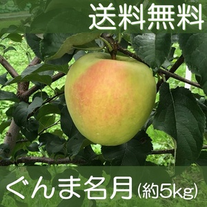 ▲送料無料▲ 福島産りんご ぐんま名月 約5kg(29)