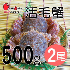 【かにのマルマサ】北海道産 活毛ガニ500g 2尾セット