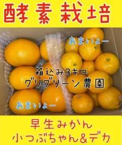 限定１箱　瀬戸田　酵素栽培　早生みかん　小粒＆大きい　直送　3㌔　甘いみかん