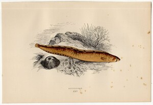 1877年 コーチ 英国の魚類 多色石版画 ニシキギンポ科 ニシキギンポの仲間 BUTTERFISH