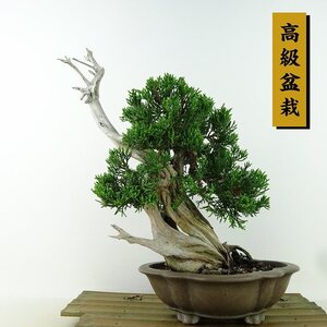 盆栽 真柏 樹高 約24cm しんぱく 高級盆栽 Juniperus chinensis シンパク “ジン シャリ” 山取り ヒノキ科 常緑樹 観賞用 現品