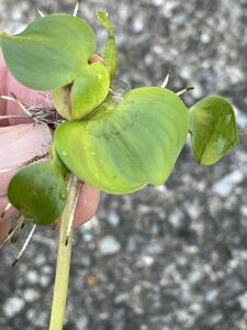 姫ホテイアオイ子株(ミニホテイ) 株分けしてすぐ　40株　浮草