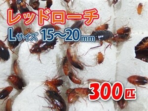 レッドローチ L サイズ 15～20mm 300匹 紙袋配送 生餌 爬虫類 両生類 肉食熱帯魚 生体 アクアリウム エサ 活餌 [3080:gopwx]