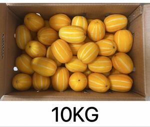 韓国産　チャメ　10kg イエローメロン　　韓国　メロン　果物　フルーツ