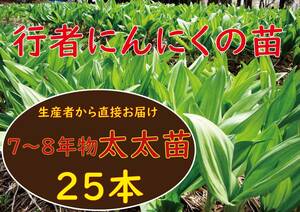 行者ニンニク 7～8年物 太太球根苗 25株 a