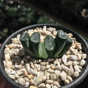 ハオルチア トルンカータ 「クロエ」　H. truncata 