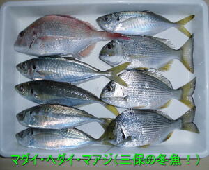 アジ あじ マアジ アジの干物 みりん干し フライ 塩焼き ２セット ２０匹 超お買い得 旨味 美味 ギフト