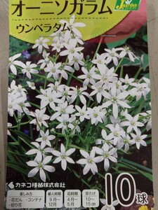 即決！♪送料無料　小さな可愛いお花が魅力的！　花壇、ロックガーデン、切花に！ 白色　オーニソガラム　ウンベタラム　10球