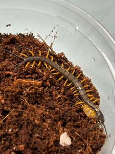 ハイナンブラックタイガー　Scolopendra hainanum ムカデ　CH