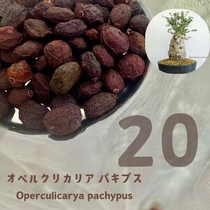 【種子】20粒 オペルクリカリア パキプスOperculicarya pachypus 珍奇植物