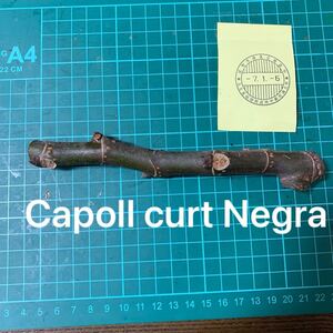 Capoll curt Negra穂木　 イチジク穂木 いちじく穂木