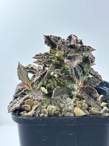 euphorbia tulearensis ユーフォルビア トゥレアレンシス マダガスカル原産 実生 塊根植物