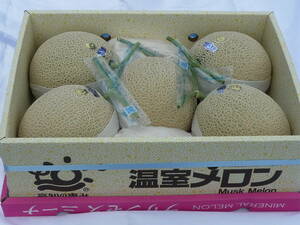 高知県産 プリンセス ニーナ マスクメロン AA以上 5玉 (8.5kg以上) 温室メロン