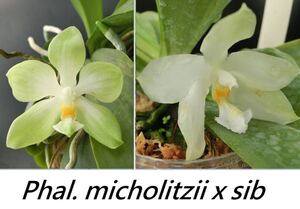 (^。 ^)(430) Phal. micholitzii x sib 洋蘭原種