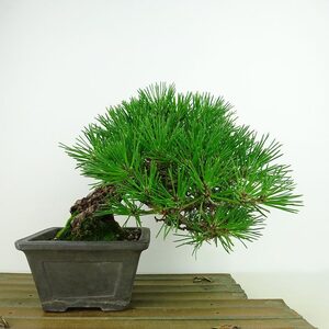 盆栽 松 黒松 樹高 上下 約16cm くろまつ Pinus thunbergii クロマツ マツ科 常緑針葉樹 観賞用 小品 現品