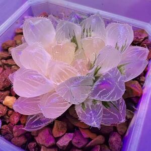 多肉植物　ハオルチア　菘藍錦　新品種　糊斑 透明窓