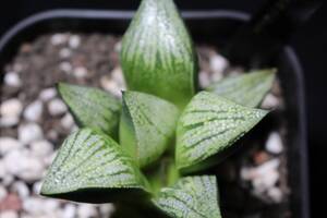 舞い姫　Haworthia　ハオルチア