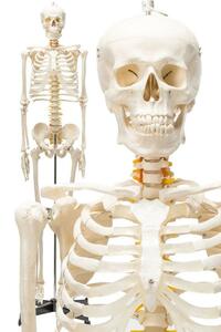 等身大！人体模型 170cm 神経根有り 全身骨格模型 骨格標本 1743