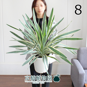 【現品】ユッカ・グロリオサ・バリエガータ 8号 白鉢（8）Yucca gloriosa 