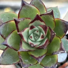 多肉植物agavoides 