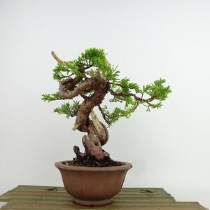 盆栽 真柏 樹高 約21cm しんぱく Juniperus chinensis シンパク “ジン シャリ” ヒノキ科 常緑樹 観賞用 現品