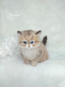 *hirapie*　羊毛フェルト　チンチラ　ゴールデン　子猫　お座りポーズ　ハンドメイド　