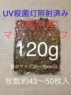 沖縄県やんばる産 マジックリーフ 120g 43〜50枚入 UV殺菌灯照射済み②