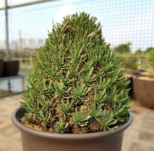 J43多肉植物 塊根植物 ユーフォルビア ムルチセプス Euphorbia multiceps 種子10粒