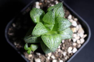 Haworthia /青蟹　希少高芽つき　ハオルチア