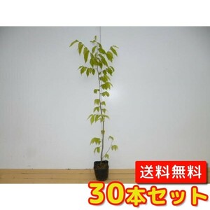 ケヤキ 樹高0.8m前後 10.5cmポット （30本セット）（送料無料） 苗 植木 苗木 苗