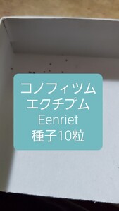 コノフィツム　エクチプム, Eenriet 種子10粒