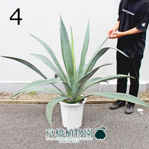 【現品】アガベ・アオノリュウゼツラン 10号（4）Agave americana var. marginata