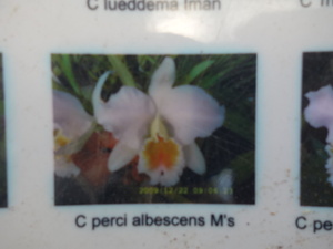 洋蘭原種カトレヤC percivaliana albescens M