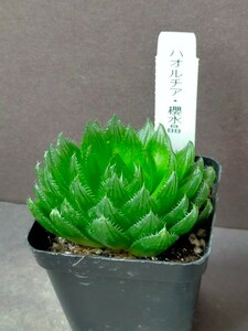 ハオルチア 桜水晶 Haworthia 多肉植物