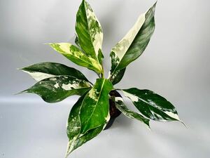 「06」アグラオネマ サイアム ジェイドAglaonema Siam Jade 斑入り