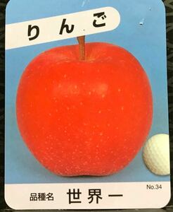 特大 世界一 りんご 接木苗木