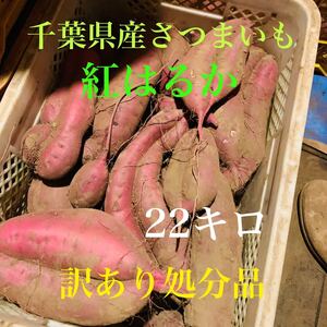 千葉県産さつまいも　紅はるか22キロ　処分品④