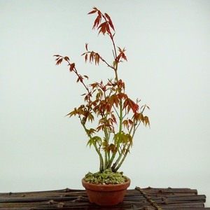 盆栽 紅葉 樹高 約22cm もみじ Acer palmatum モミジ 実生 カエデ科 落葉樹 観賞用 現品